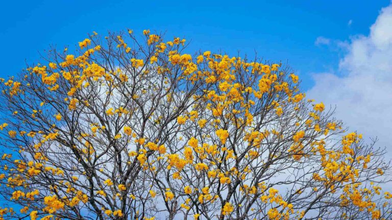 legado de Jorge Matsufuji en la reforestación de Panamá
