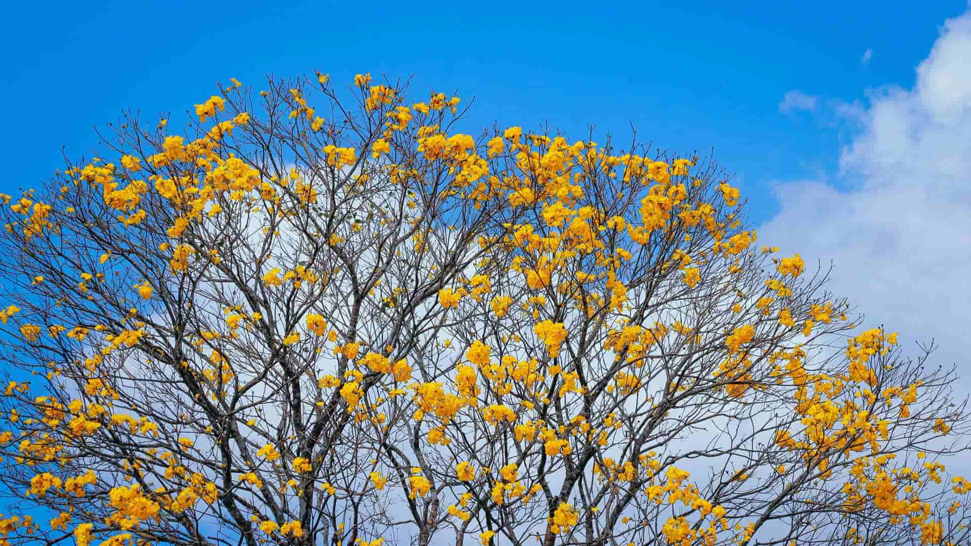 legado de Jorge Matsufuji en la reforestación de Panamá
