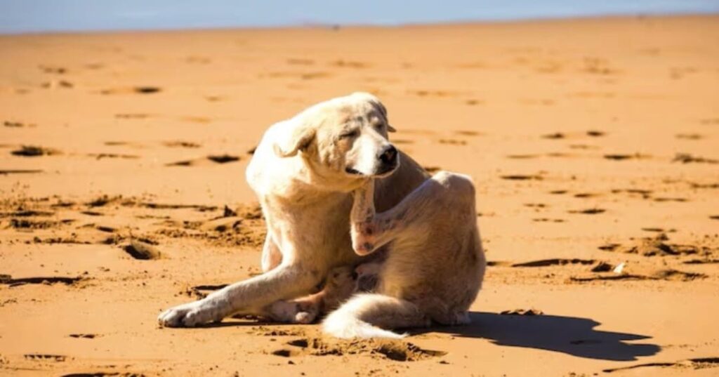 ley de maltrato animal en Brasil
