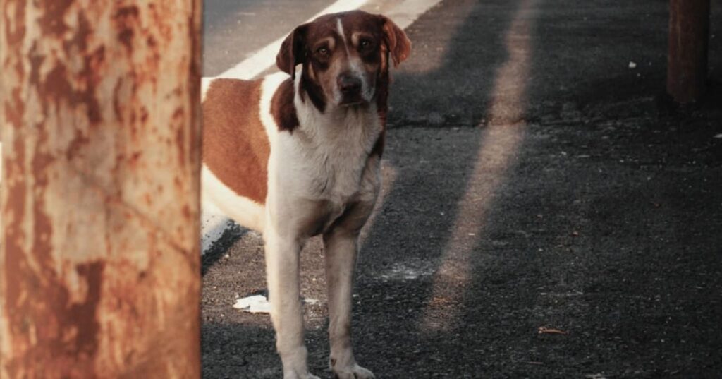 ley de maltrato animal en Brasil