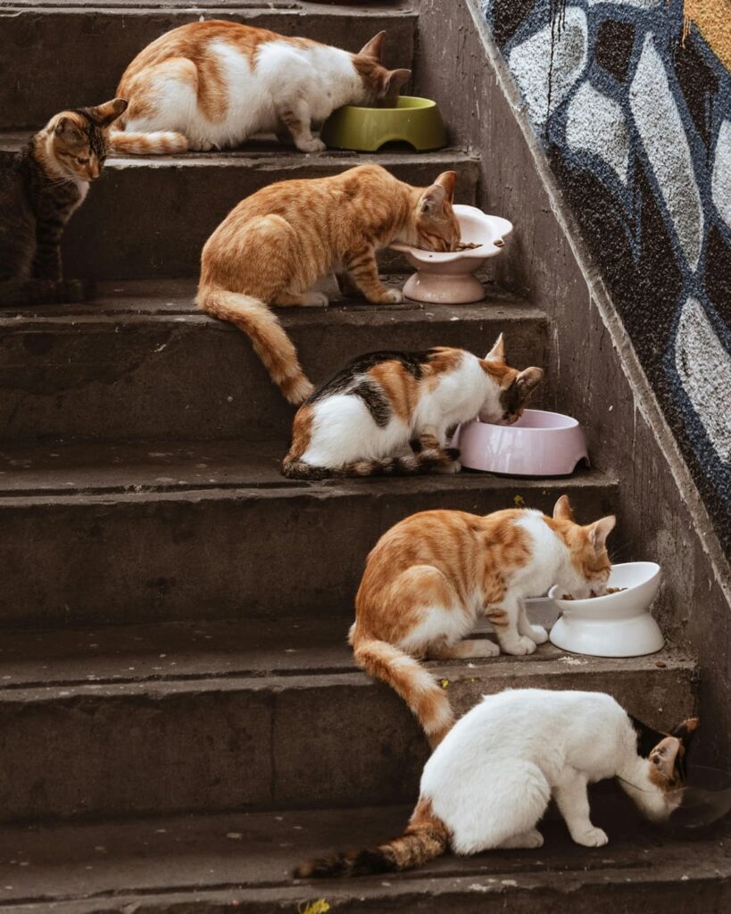ley de maltrato animal en Brasil