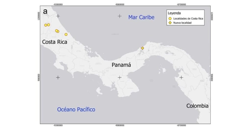 salamandra gusano Oedipina berlini descubierta
