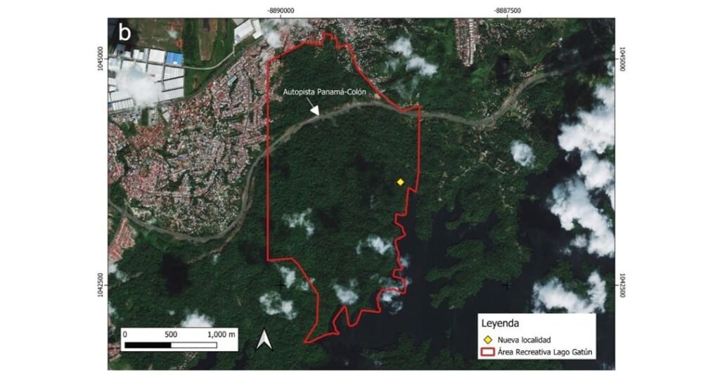 salamandra gusano Oedipina berlini descubierta