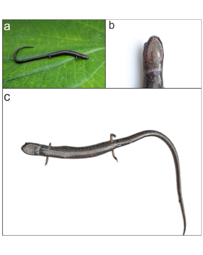salamandra gusano Oedipina berlini descubierta