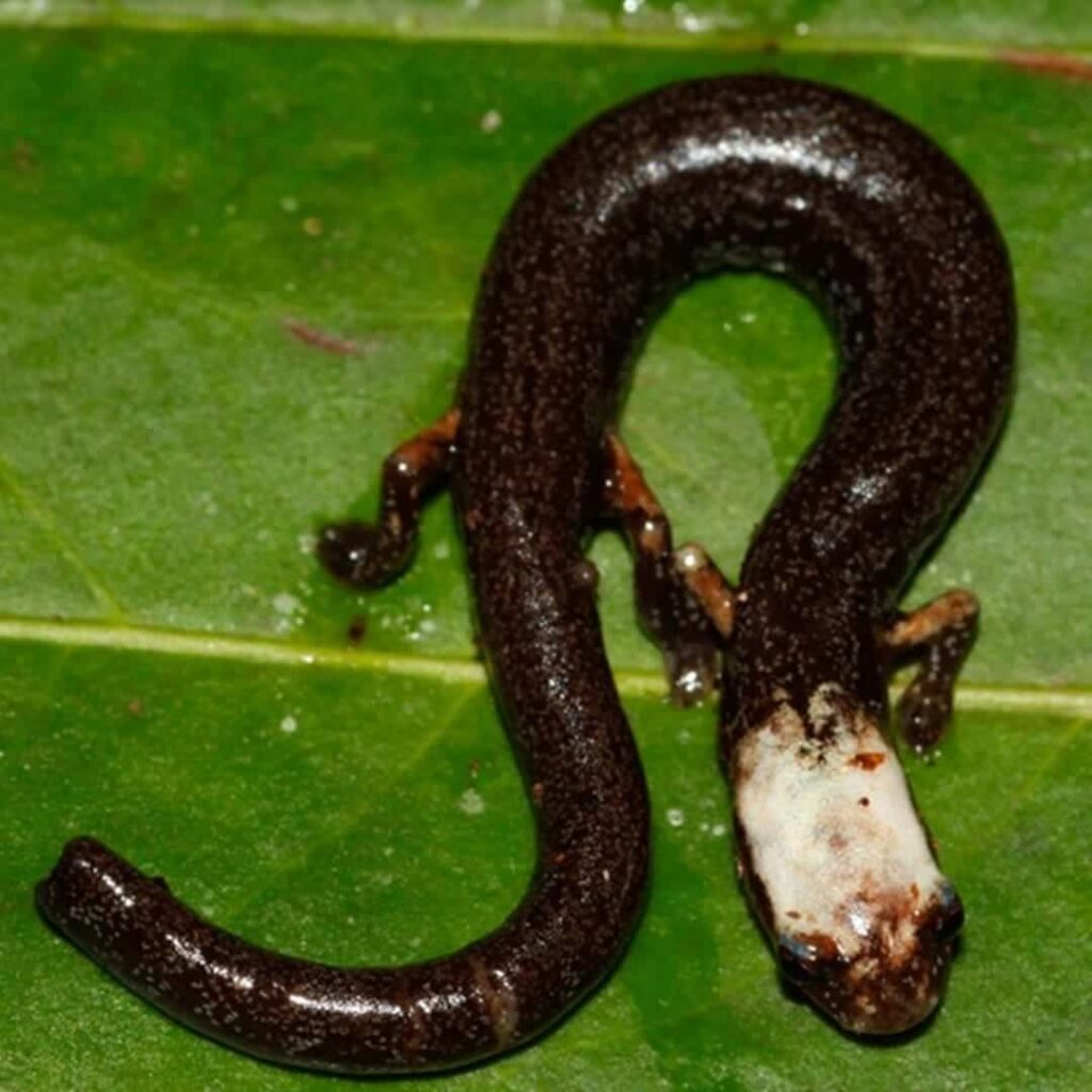 salamandra gusano Oedipina berlini descubierta