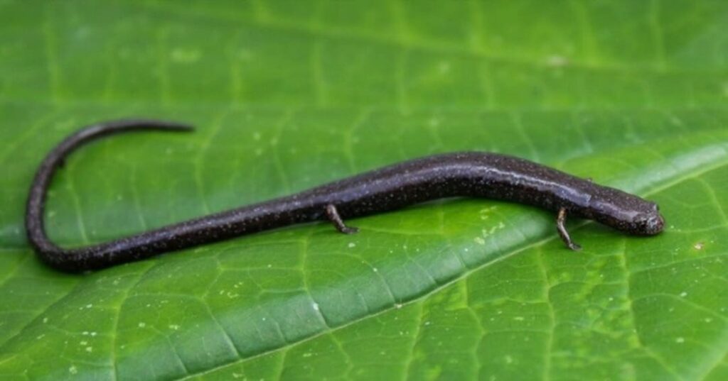 salamandra gusano Oedipina berlini descubierta