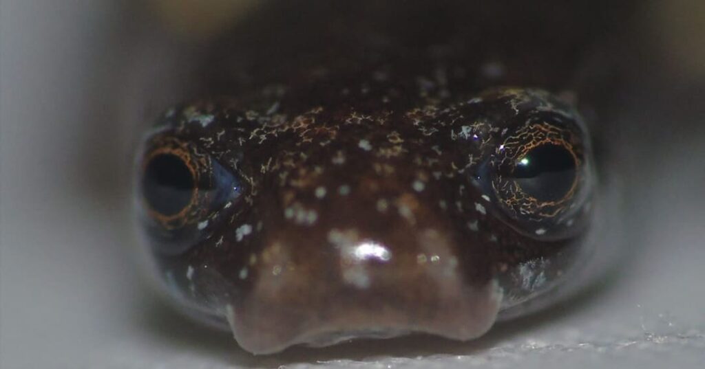 salamandra gusano Oedipina berlini descubierta