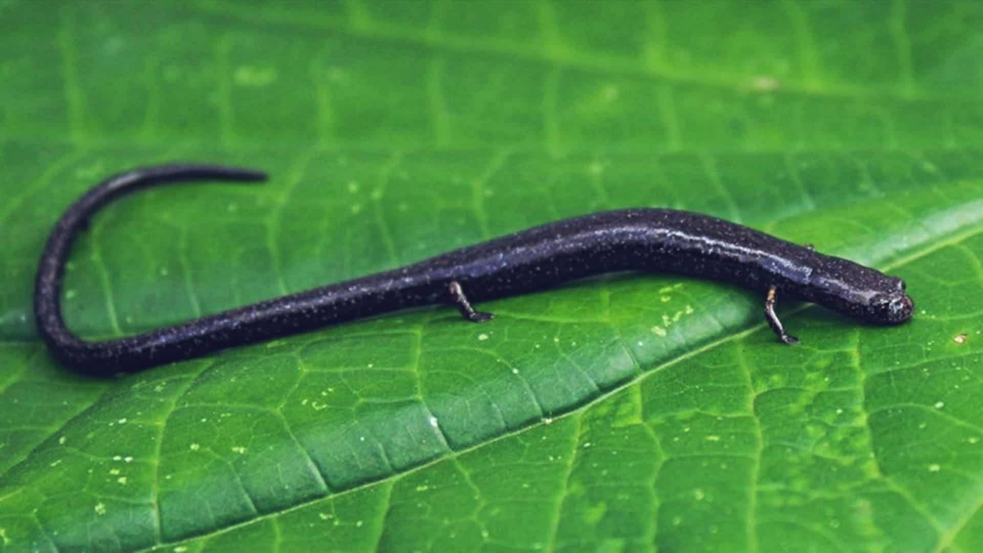 salamandra gusano Oedipina berlini descubierta