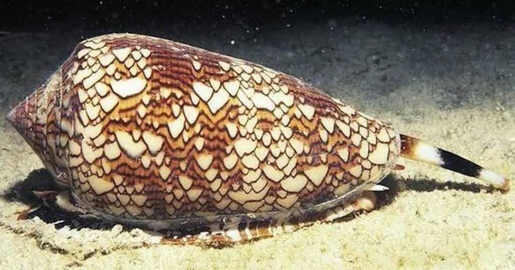veneno de caracol marino Conus para tratar la diabetes