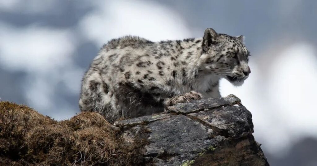 Nepal confirma casi 400 leopardos de las nieves en su primer censo 3 Nepal confirma 400 leopardos de las nieves en censo nacional
