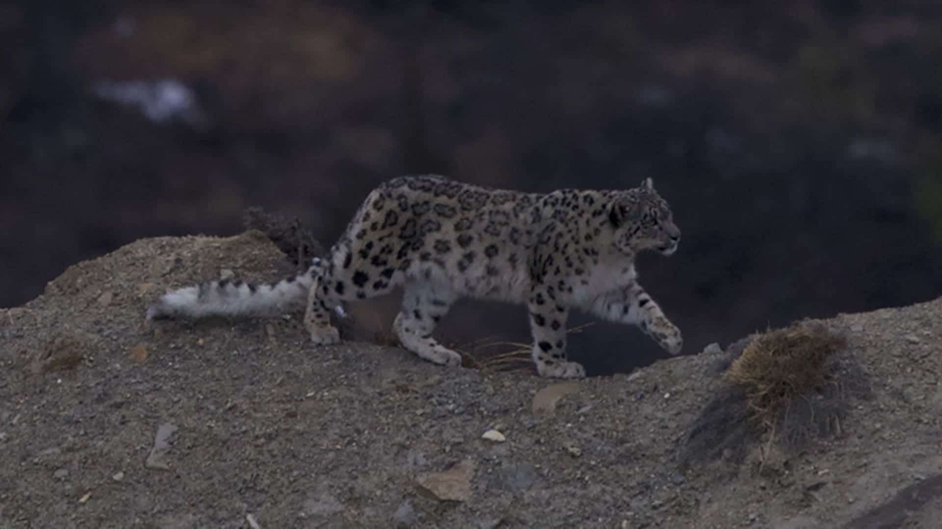 Nepal confirma 400 leopardos de las nieves en censo nacional