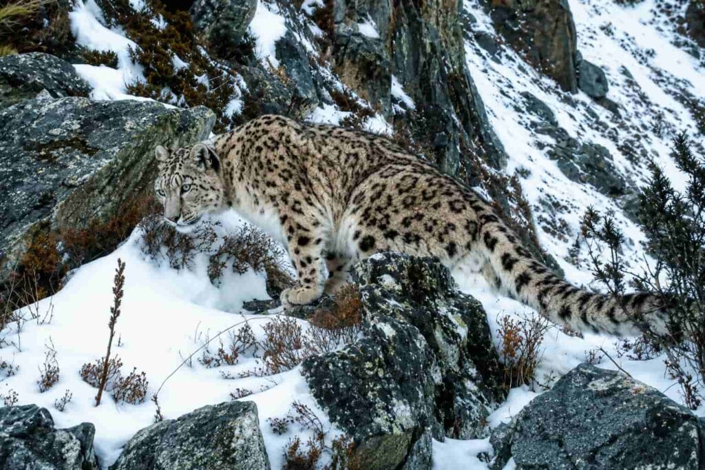 Nepal confirma casi 400 leopardos de las nieves en su primer censo 6 Nepal confirma 400 leopardos de las nieves en censo nacional