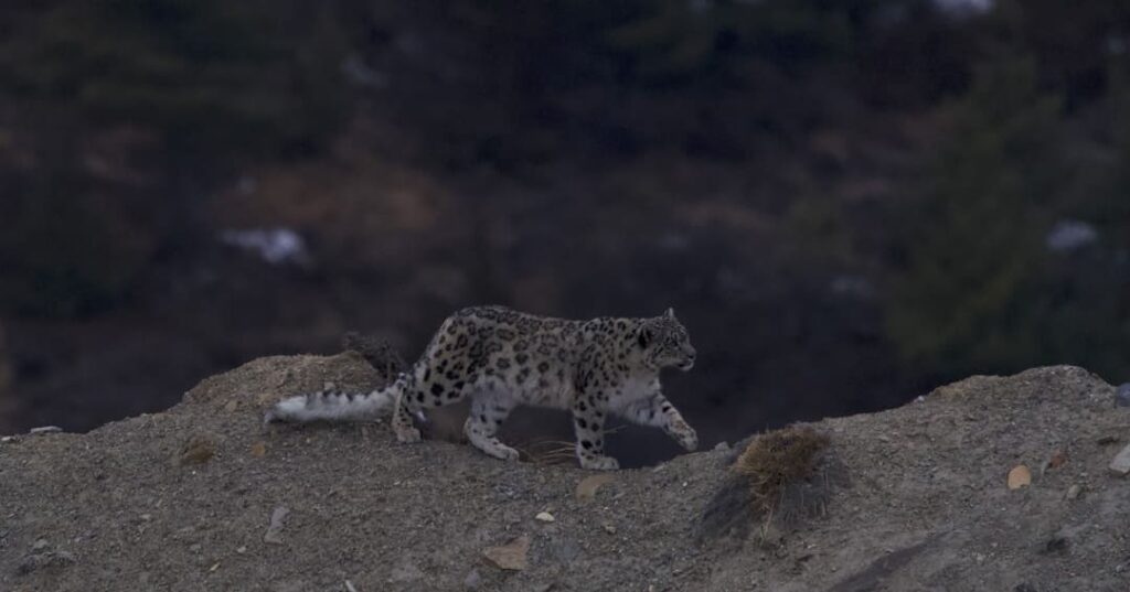 Nepal confirma casi 400 leopardos de las nieves en su primer censo 1 Nepal confirma 400 leopardos de las nieves en censo nacional