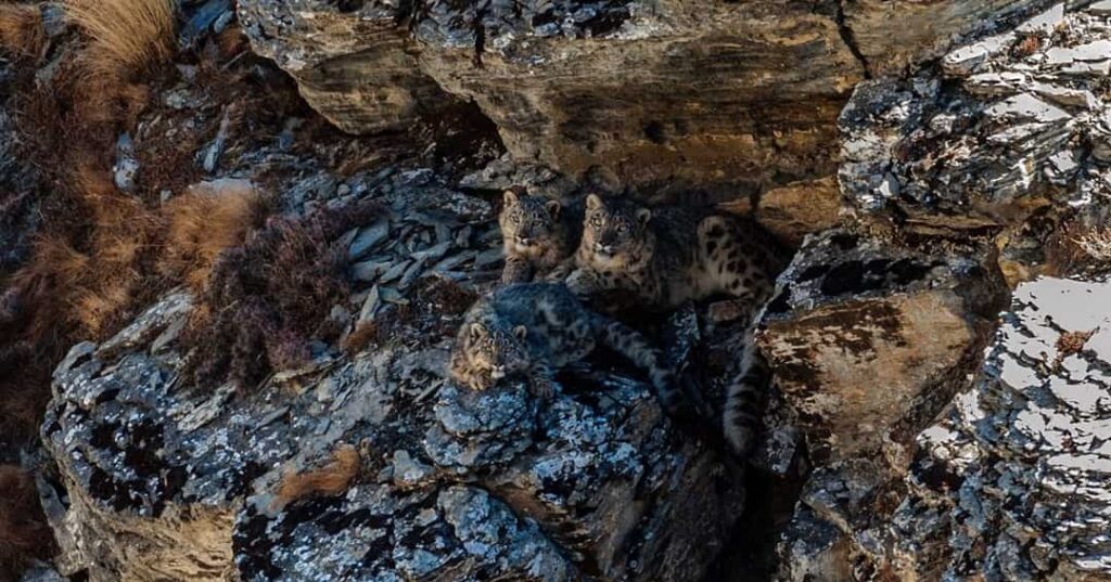 Nepal confirma casi 400 leopardos de las nieves en su primer censo 2 Nepal confirma 400 leopardos de las nieves en censo nacional