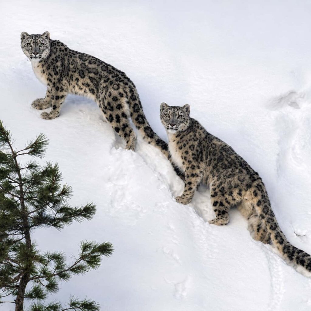 Nepal confirma casi 400 leopardos de las nieves en su primer censo 5 Nepal confirma 400 leopardos de las nieves en censo nacional