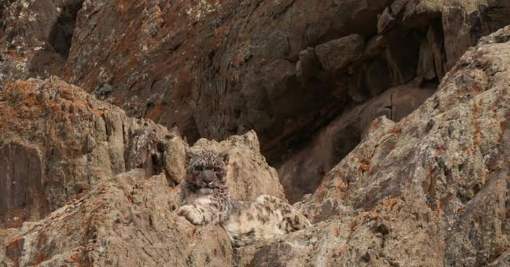 Nepal confirma casi 400 leopardos de las nieves en su primer censo 4 Nepal confirma 400 leopardos de las nieves en censo nacional