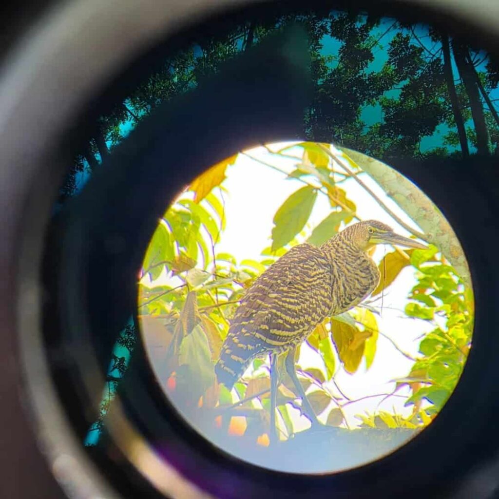 Panamá líder mundial en observación de aves