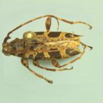 Nueva especie de escarabajo longicornio descubierta en Panamá