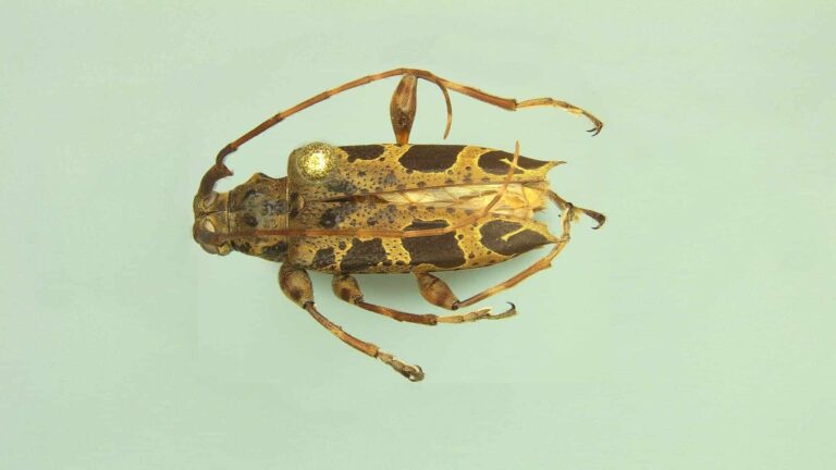 especie de escarabajo longicornio descubierta en Panamá