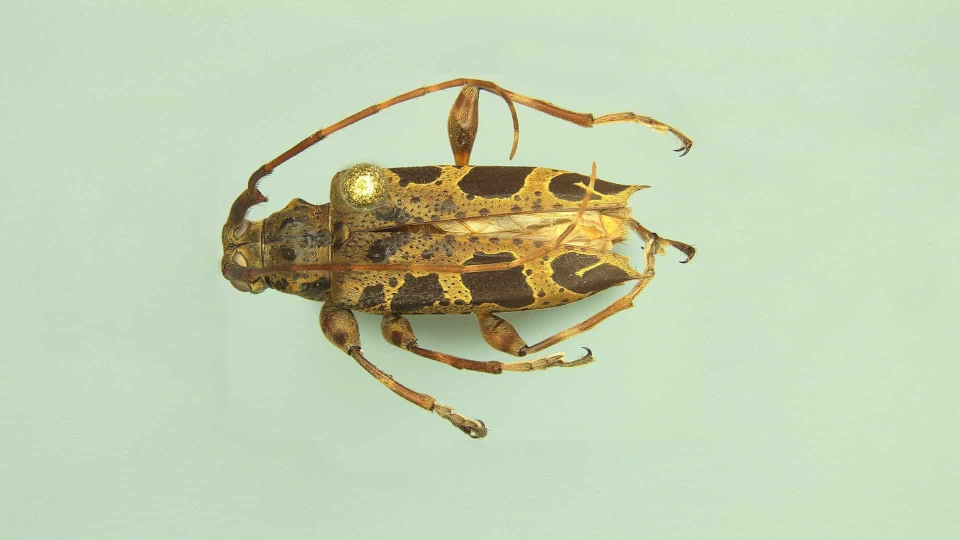 especie de escarabajo longicornio descubierta en Panamá