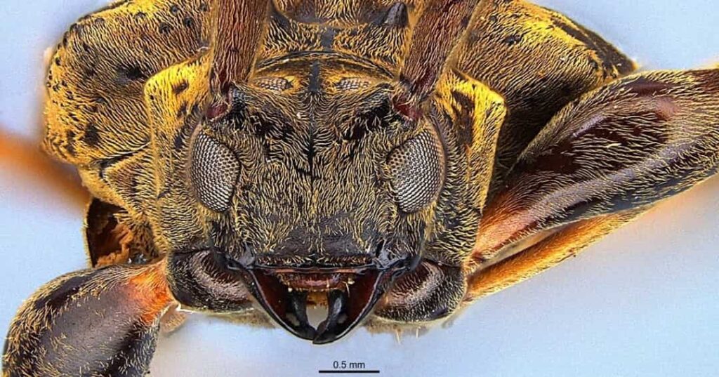 especie de escarabajo longicornio descubierta en Panamá