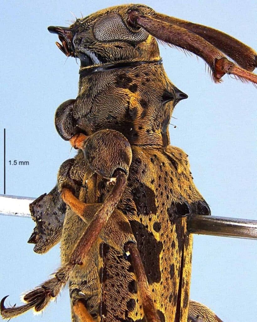 especie de escarabajo longicornio descubierta en Panamá
