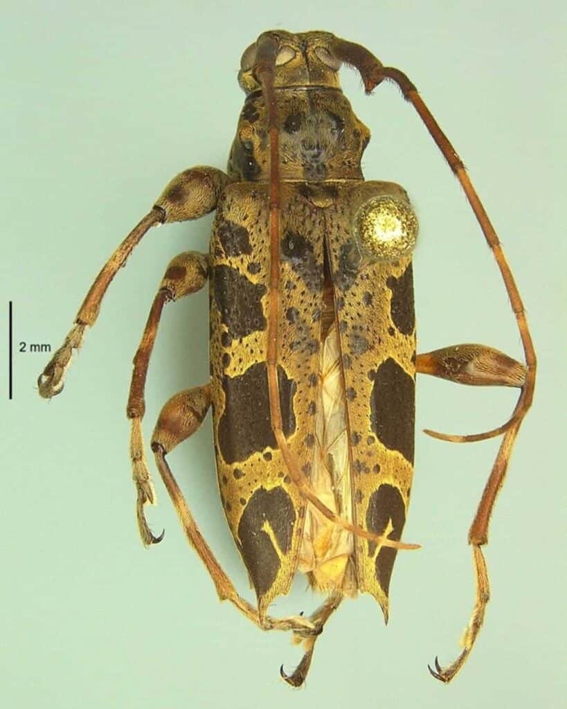 especie de escarabajo longicornio descubierta en Panamá