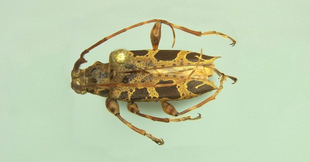 especie de escarabajo longicornio descubierta en Panamá