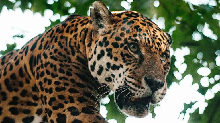 jaguar de las nubes avistado en Honduras