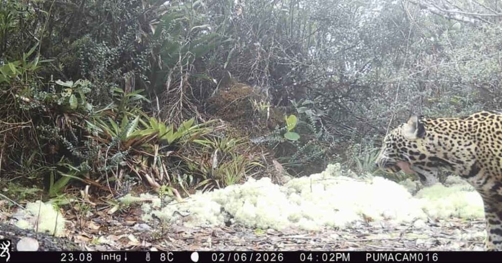 jaguar de las nubes avistado en Honduras
