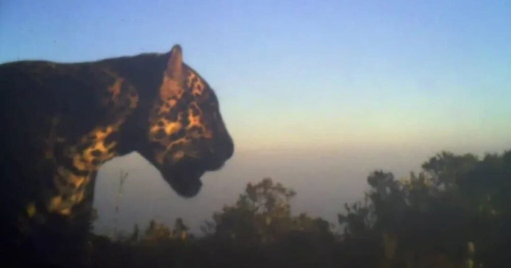jaguar de las nubes avistado en Honduras