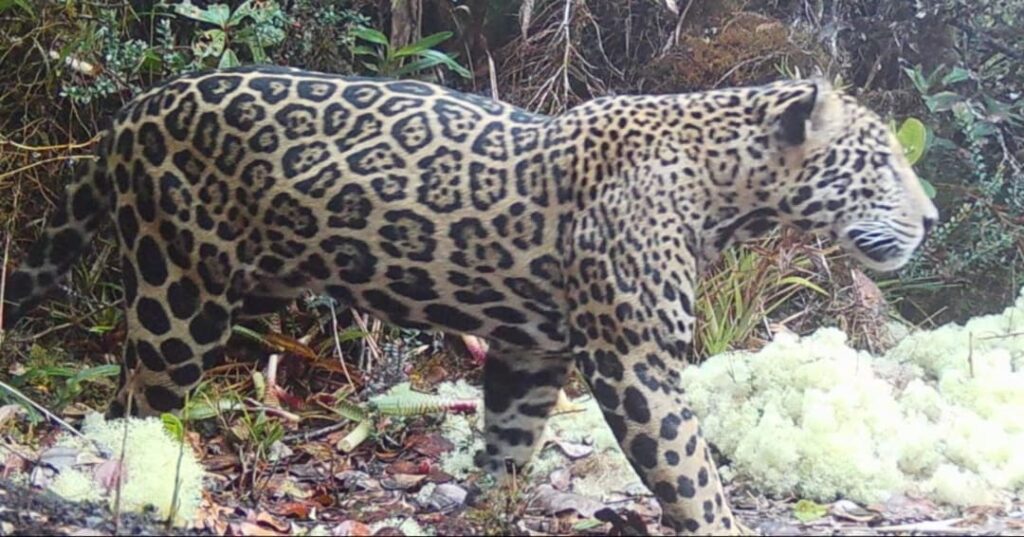 jaguar de las nubes avistado en Honduras