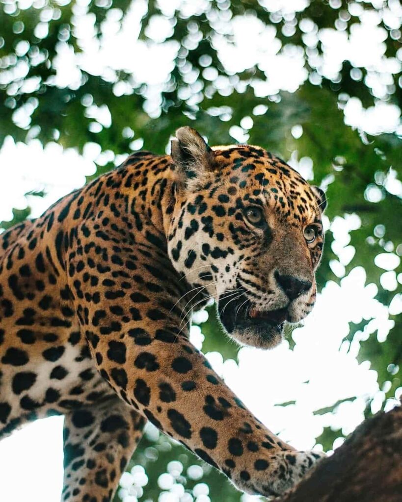 jaguar de las nubes avistado en Honduras