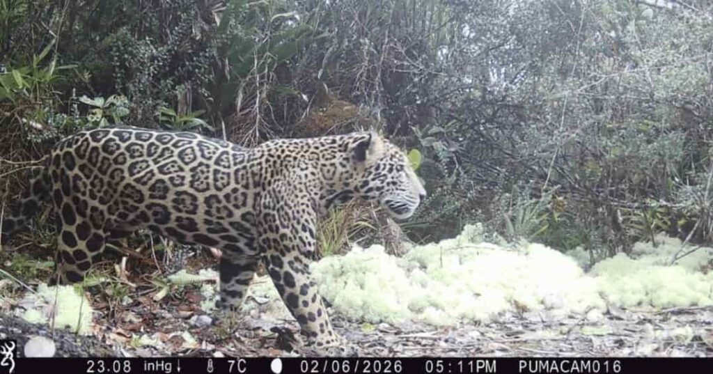 jaguar de las nubes avistado en Honduras