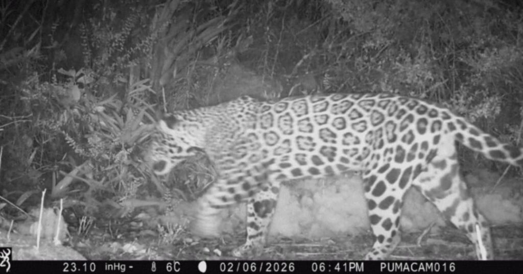 jaguar de las nubes avistado en Honduras