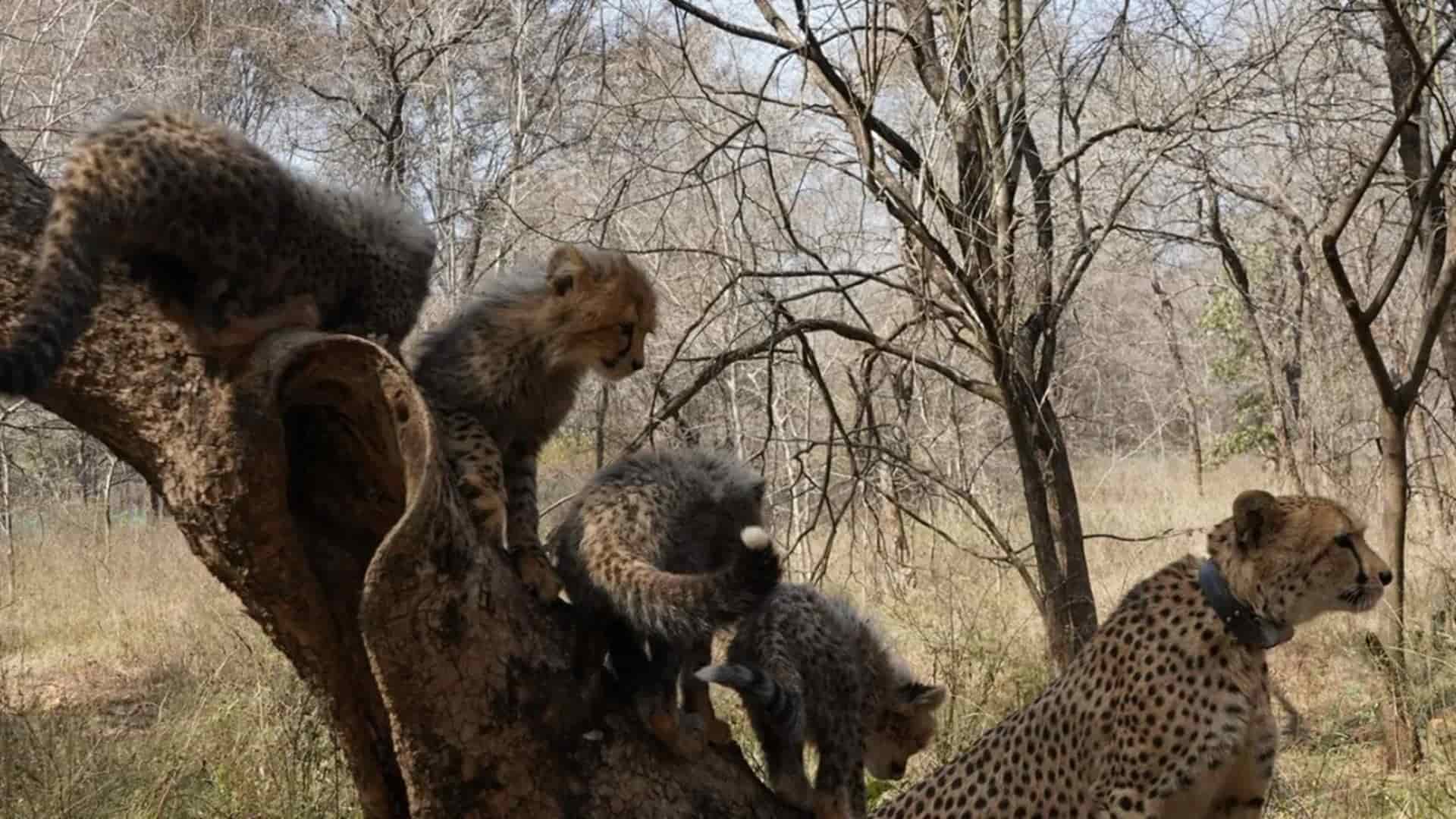 nacimiento de cachorros de guepardos en la India