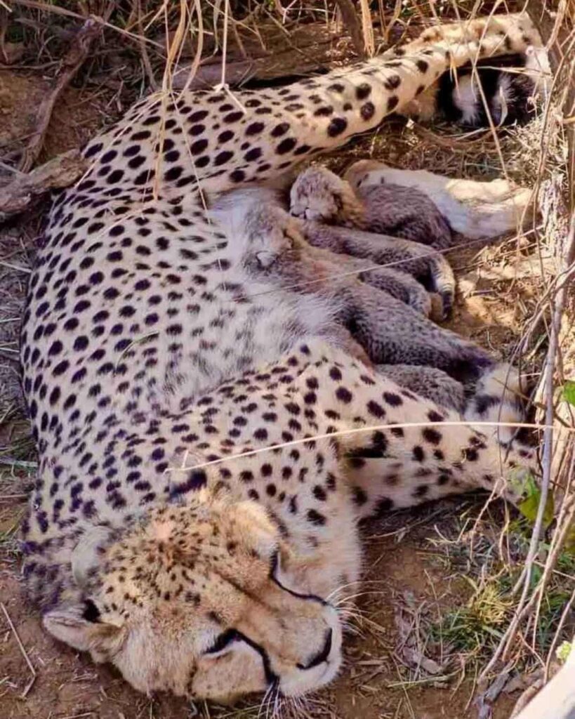nacimiento de cachorros de guepardos en la India