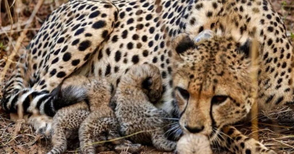 nacimiento de cachorros de guepardos en la India