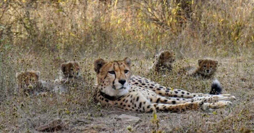 nacimiento de cachorros de guepardos en la India