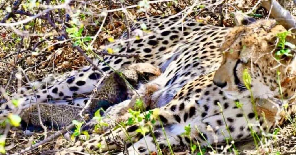nacimiento de cachorros de guepardos en la India