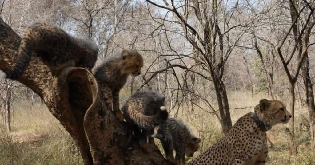 nacimiento de cachorros de guepardos en la India