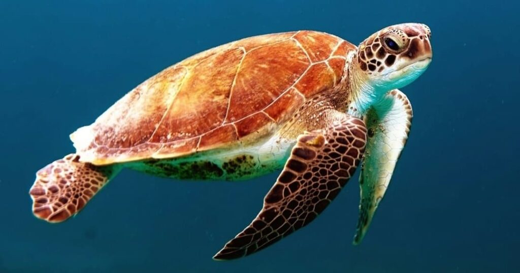 nacimiento de tortugas carey en Parque Nacional Coiba