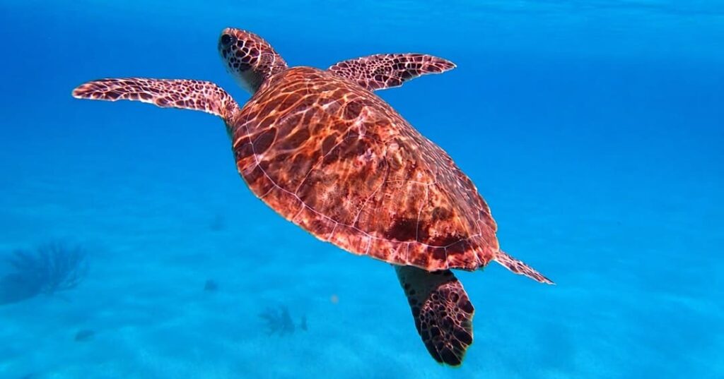 nacimiento de tortugas carey en Parque Nacional Coiba