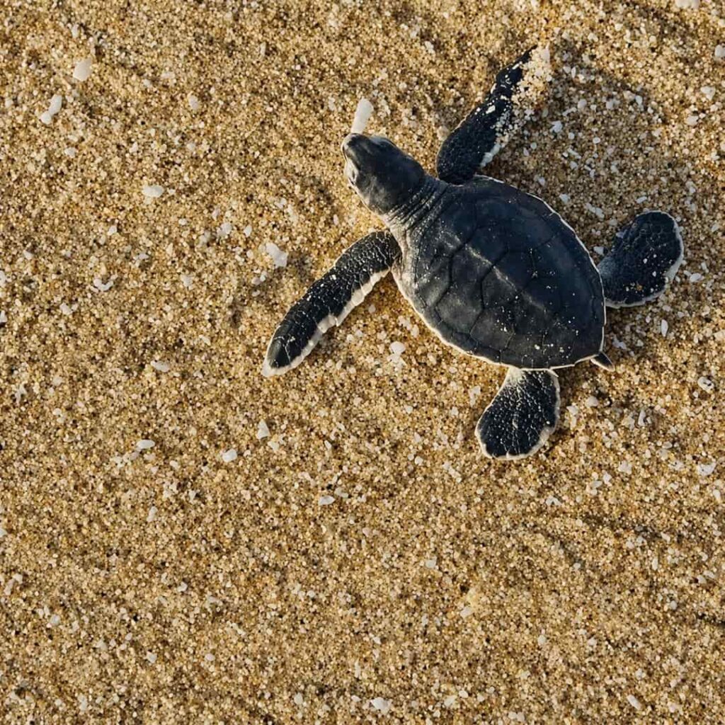 nacimiento de tortugas carey en Parque Nacional Coiba