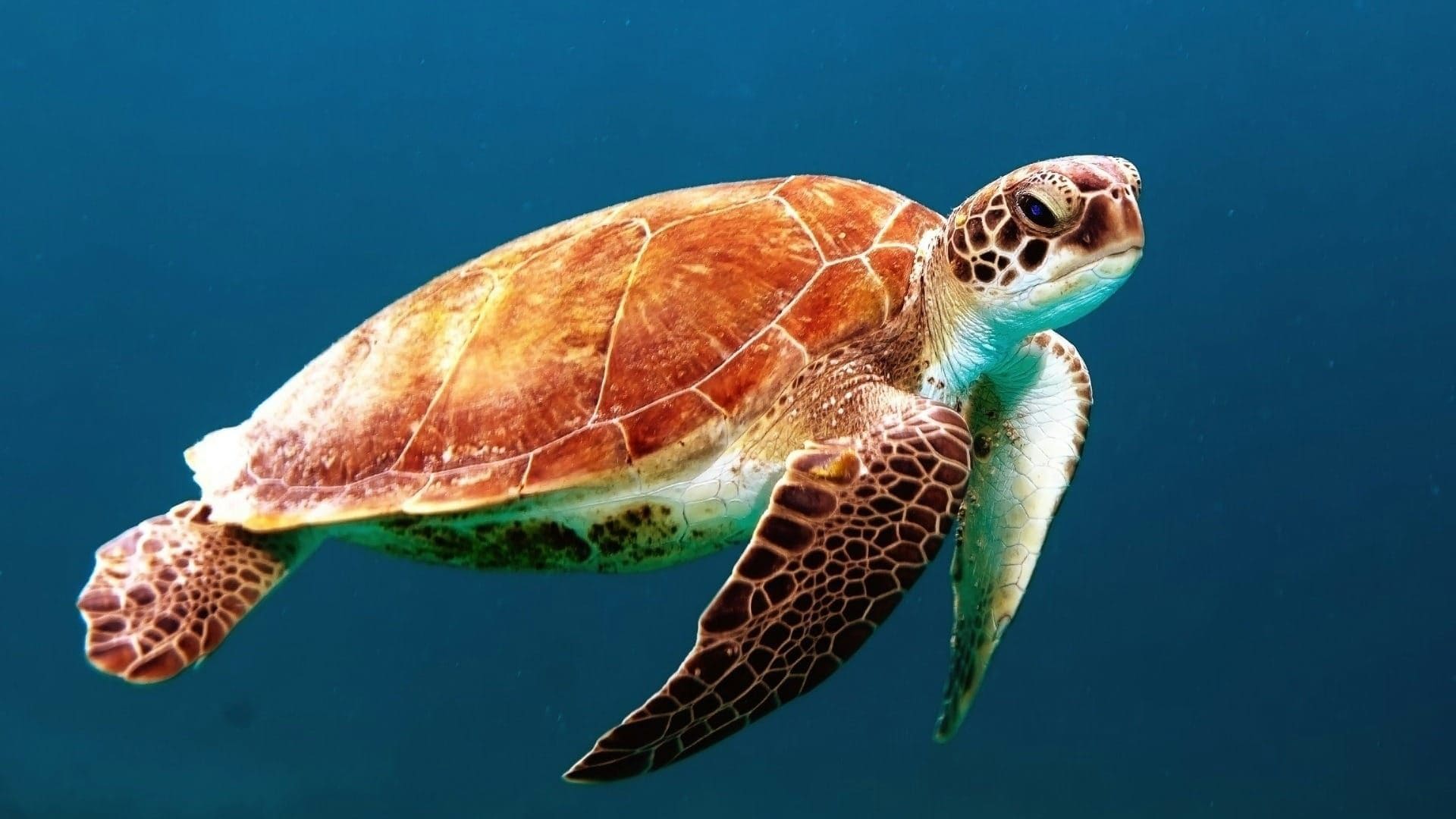 nacimiento de tortugas carey en el Parque Nacional Coiba