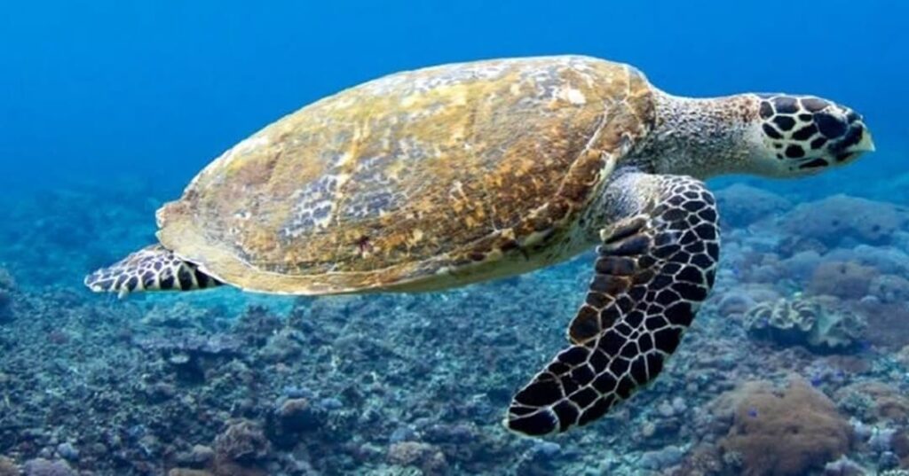 nacimiento de tortugas carey en Parque Nacional Coiba