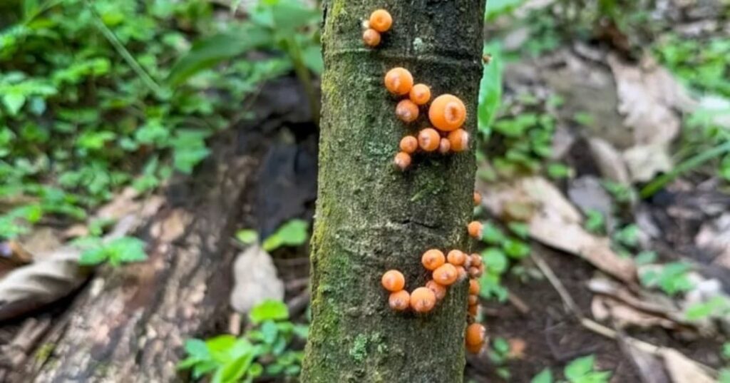 primer cacao certificado Bird Friendly en Panamá