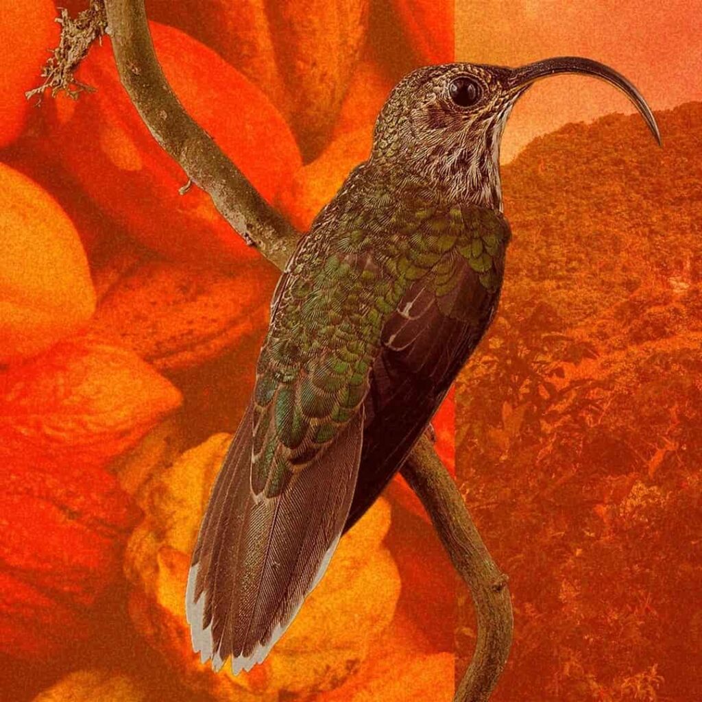 primer cacao certificado Bird Friendly en Panamá