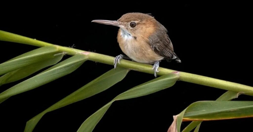 primer cacao certificado Bird Friendly en Panamá