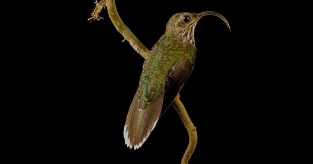 primer cacao certificado Bird Friendly en Panamá